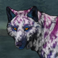 Wolf Headshot