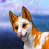 Orange (Piebald: Torn) Headshot