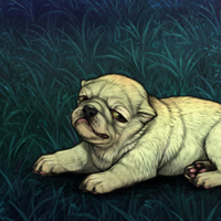 Brachycephaly pup Headshot