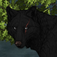 Wolf Headshot