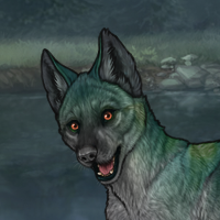 kelpie Headshot