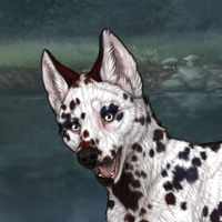 T1 Henna Dalmatian Headshot