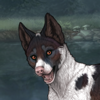 Sell Piebald: Biewer Headshot