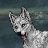 Chromium husky Headshot