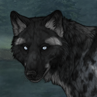 G3 Husky Merle Orca Headshot