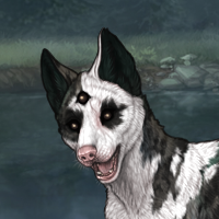 Spdagi piebald Headshot