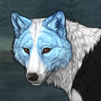 Ice Collie Headshot