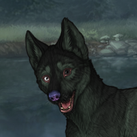 Kelpie Headshot