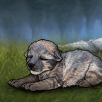 New Puppy Headshot