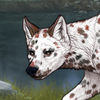 615 dalmatian Headshot