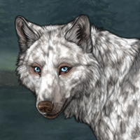 Pale base | Triple merle Headshot