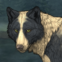 Wolf Headshot