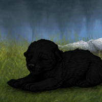 Melanism baby Headshot