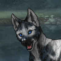 RC denim Merle orca Headshot