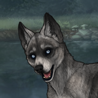 **Siqoq-5M-Husky Headshot