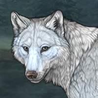 Wolf Headshot