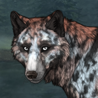 Sky Black Merle Headshot