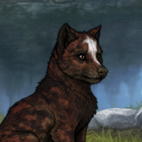 Dravite 7M Brown Vixen Headshot