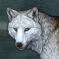 Wolf Headshot