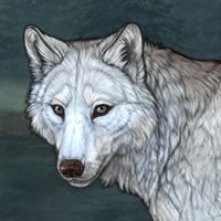 Wolf Headshot