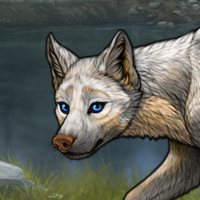 Tamaskan - Merle - Inuit Headshot