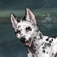 Dalmatian Headshot