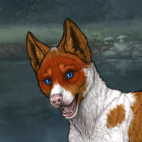 Piebald Biewer Headshot