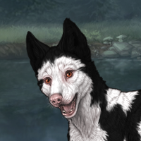 Piebald: Frontal Headshot