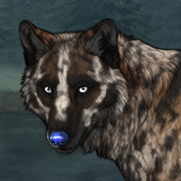 Badger merle H Headshot