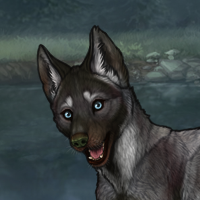 New Puppy Sidhe Headshot