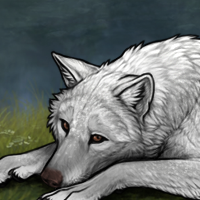 Wolf #17 Headshot