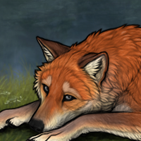 Vulpes Headshot