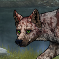 Russet, 4x merle, female Headshot