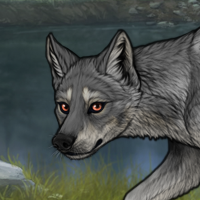 Grey Wolf Headshot