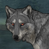 Grey Wolf Headshot