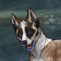 Husky red & doubloon orca Headshot