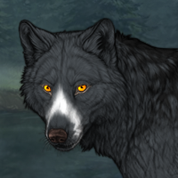 Wolf Headshot