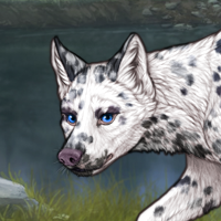 DALMATIAN merle Headshot