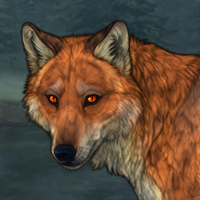 fox eyed 2x merle fox Headshot