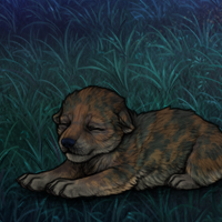 3rd gen cataract pup Headshot