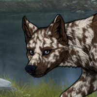 Biotite, 7x merle, male Headshot