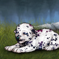 Dalmatian Moonloss M G2 Headshot