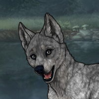 Valon tuho'star's pup Headshot