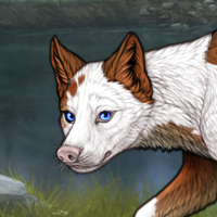 Piebald dip Headshot