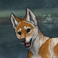 Dingo Headshot