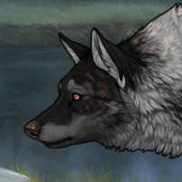 Wolf Headshot