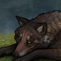 Wolf Headshot