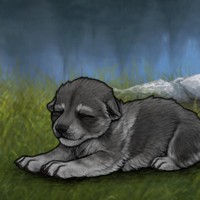 New Puppy Headshot