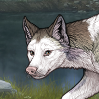 Piebald: Frontal Headshot