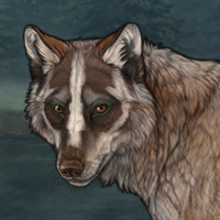 Badger Stalker Headshot